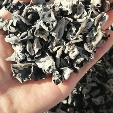 木耳【便宜好货】黑木耳长白山特产！量大优惠！产地直销