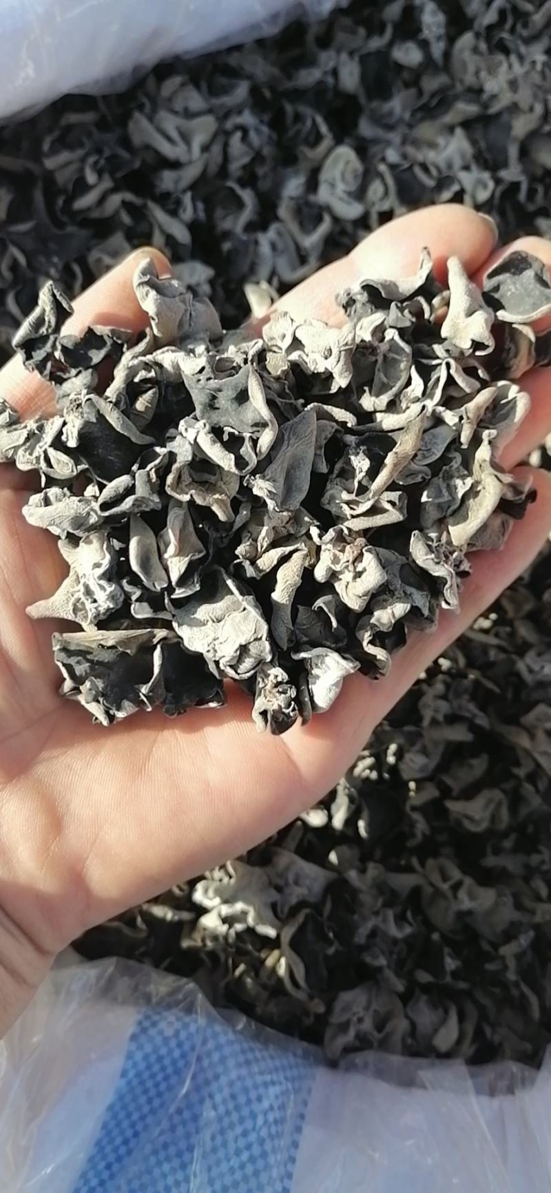 木耳【便宜好货】黑木耳长白山特产！量大优惠！产地直销