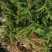 龙虾养殖必备水草草籽冬季撒播各种款式水生植物