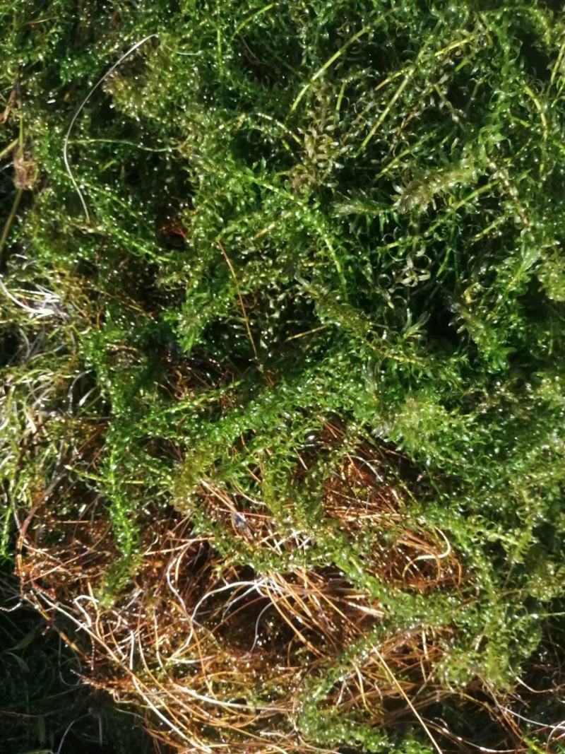 龙虾养殖必备水草草籽冬季撒播各种款式水生植物