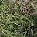 龙虾养殖必备水草草籽冬季撒播各种款式水生植物