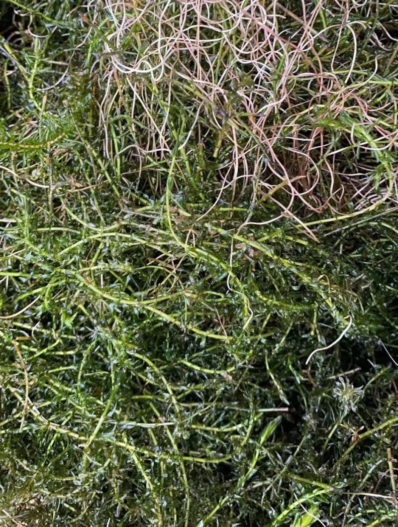 龙虾养殖必备水草草籽冬季撒播各种款式水生植物