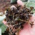 龙虾养殖必备水草草籽冬季撒播各种款式水生植物