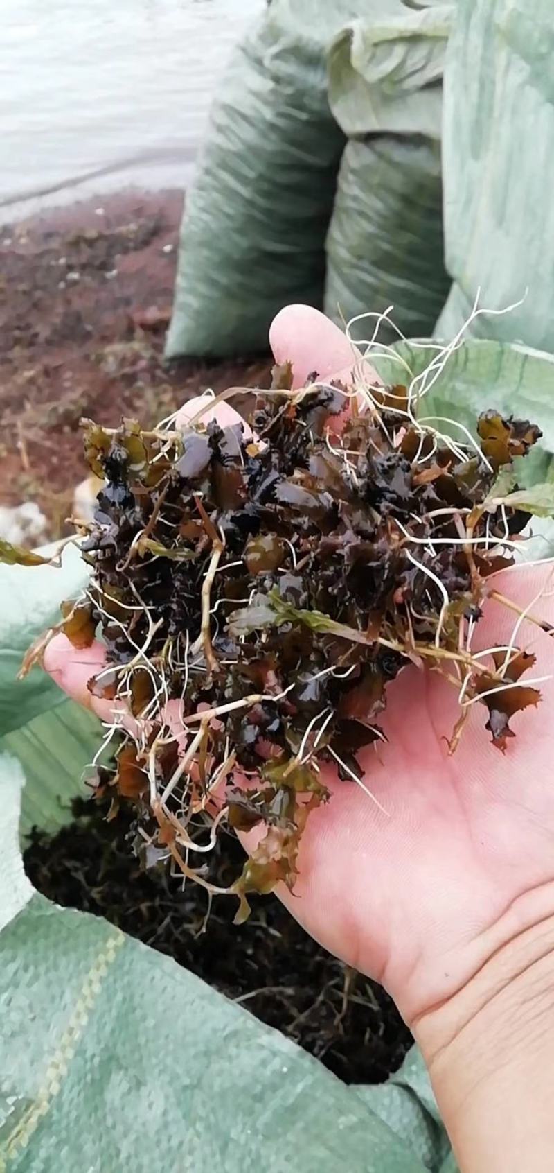 龙虾养殖必备水草草籽冬季撒播各种款式水生植物