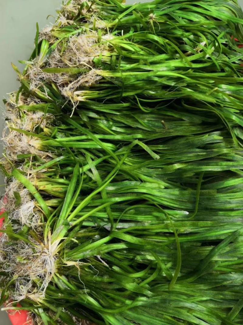 龙虾养殖必备水草草籽冬季撒播各种款式水生植物