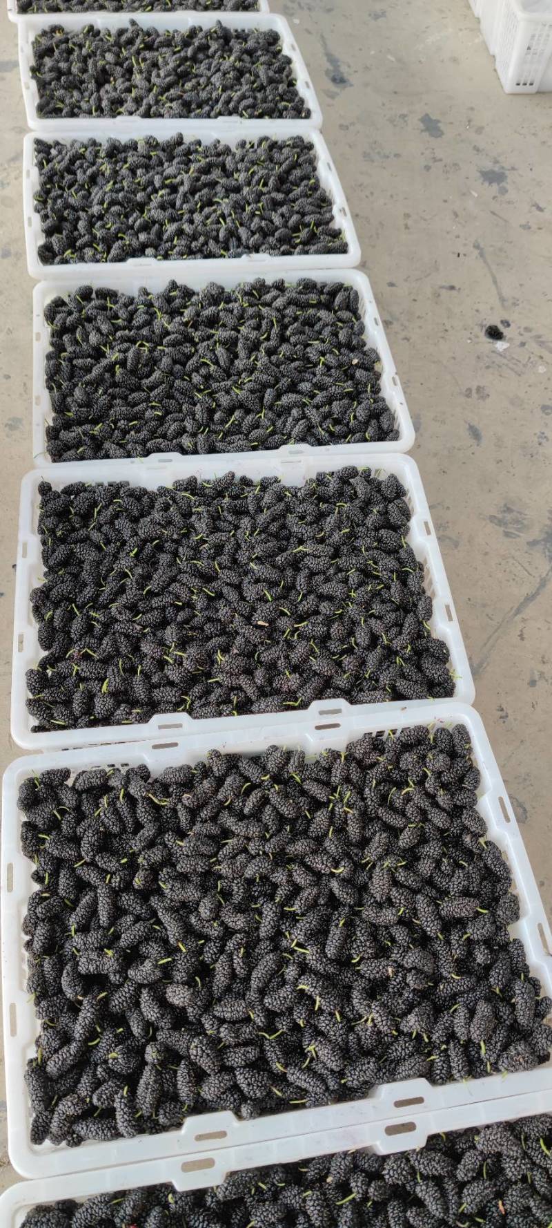 新鲜桑葚黑桑子葚子万亩基地包装齐全运输方便可视频看货