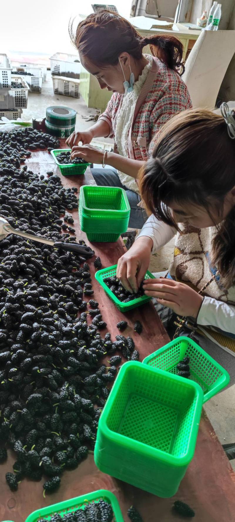 新鲜桑葚黑桑子葚子万亩基地包装齐全运输方便可视频看货