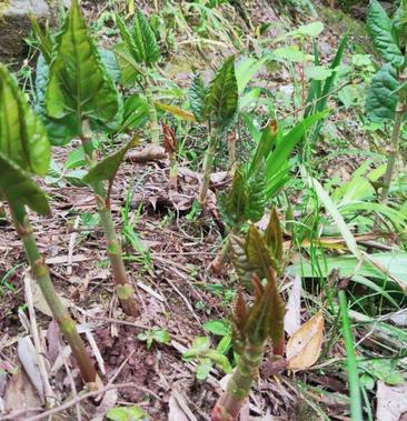 野生虎杖种苗花斑竹酸筒杆酸汤梗斑杖根黄地榆