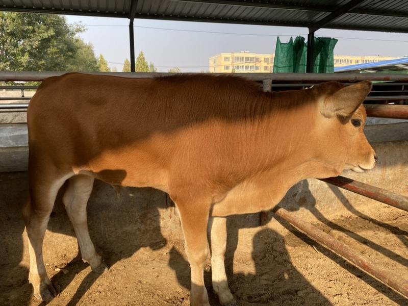 小黄牛牛犊三到六个月200-600斤免费送货到家