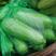 绿皮精品西葫芦，产地直供，大棚种植，价格平稳！欢迎订购！