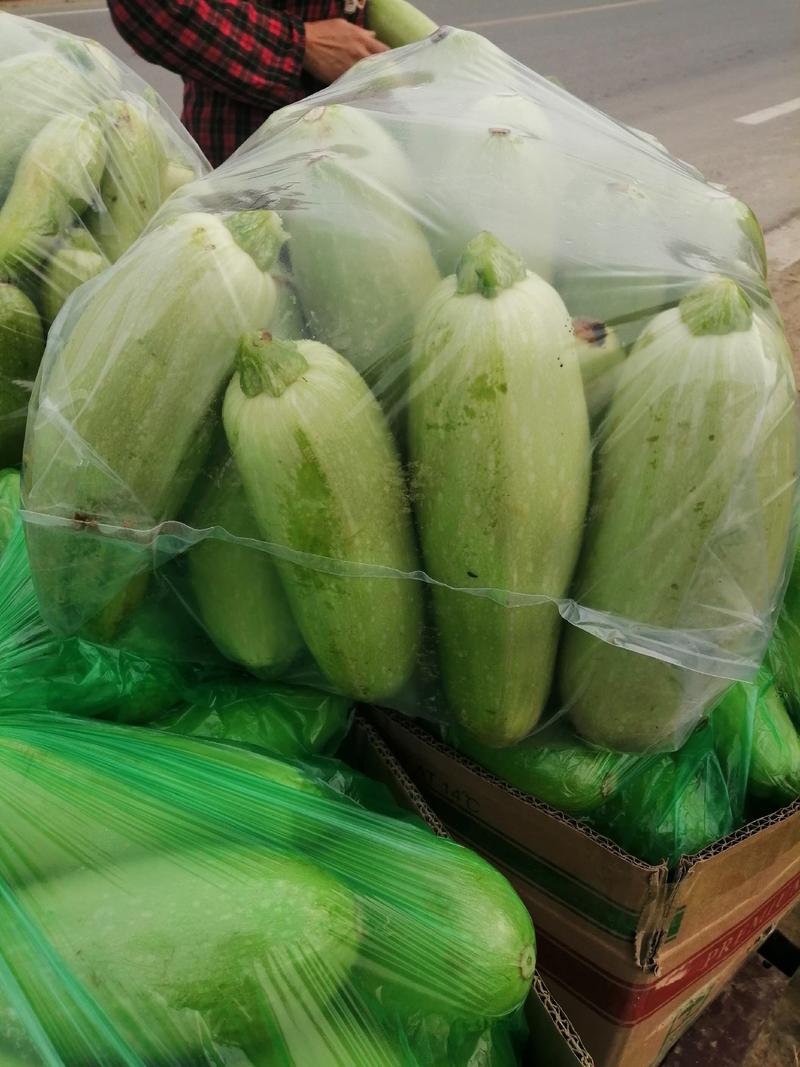 绿皮精品西葫芦，产地直供，大棚种植，价格平稳！欢迎订购！