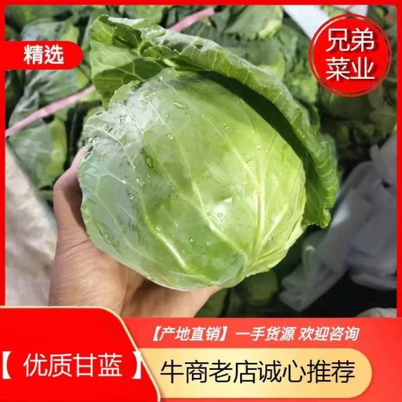 甘蓝精品刚上市的甘蓝有袋子装的有散装的质量好颜色绿，萱菜