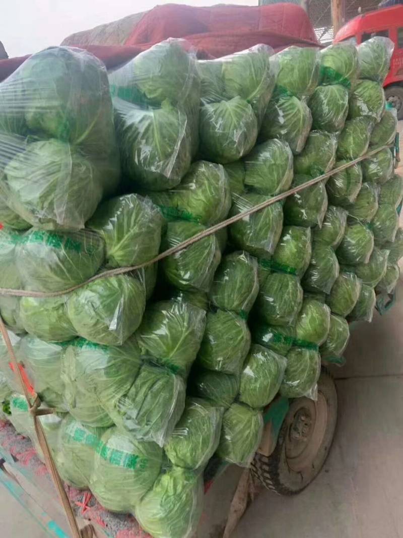 甘蓝精品刚上市的甘蓝有袋子装的有散装的质量好颜色绿，萱菜