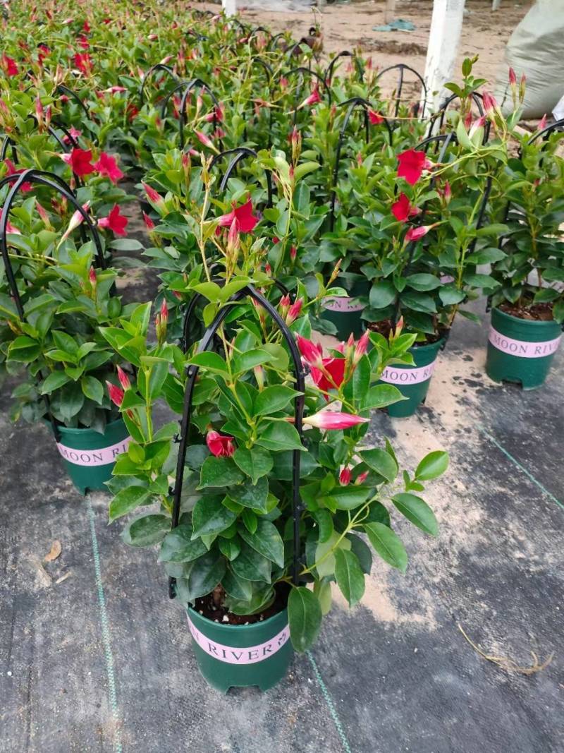草本飘香藤苗双喜藤盆栽绿植花卉植红粉飘香藤