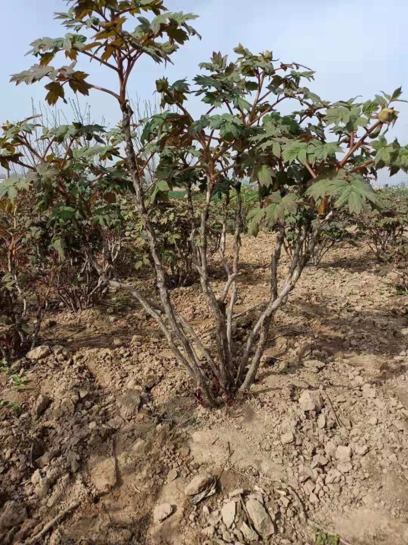 精品牡丹基地，现挖现发，规格齐全，各种色系，欢迎咨询