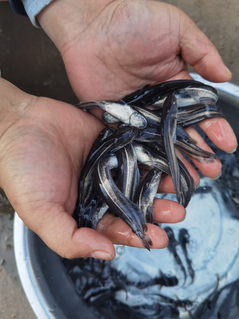 【大口鲶鱼苗】土鲶鱼沟鲶苗基地直批质量保证