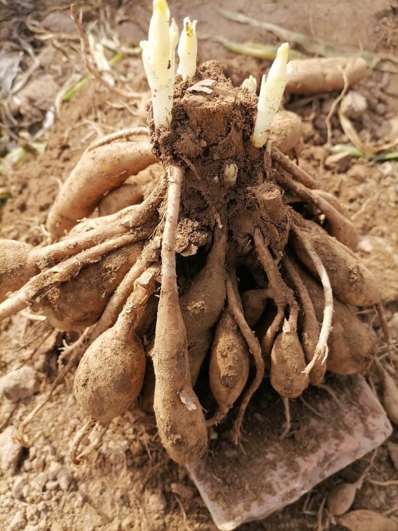 大丽花小丽花盆栽天竺牡丹精品色系大丽花大丽花种球