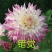 大丽花小丽花盆栽天竺牡丹精品色系大丽花大丽花种球