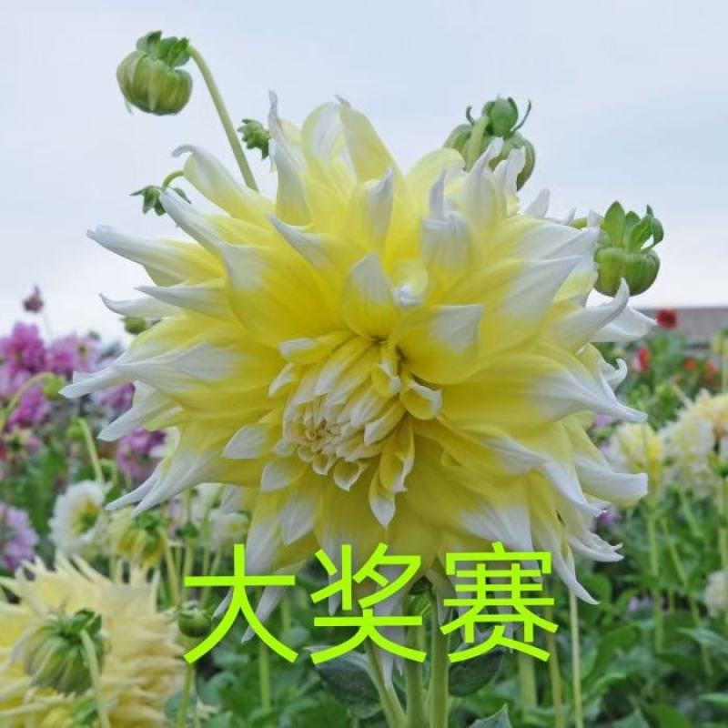 大丽花小丽花盆栽天竺牡丹精品色系大丽花大丽花种球