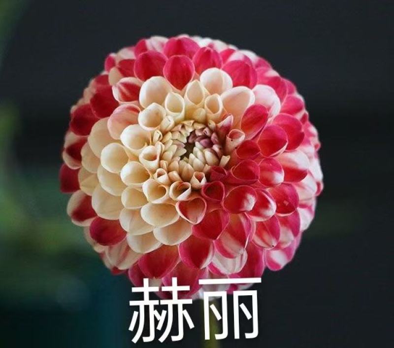 大丽花小丽花盆栽天竺牡丹精品色系大丽花大丽花种球