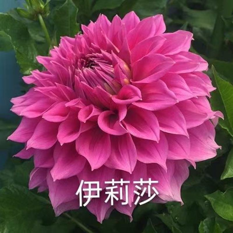 大丽花小丽花盆栽天竺牡丹精品色系大丽花大丽花种球