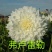 大丽花小丽花盆栽天竺牡丹精品色系大丽花大丽花种球