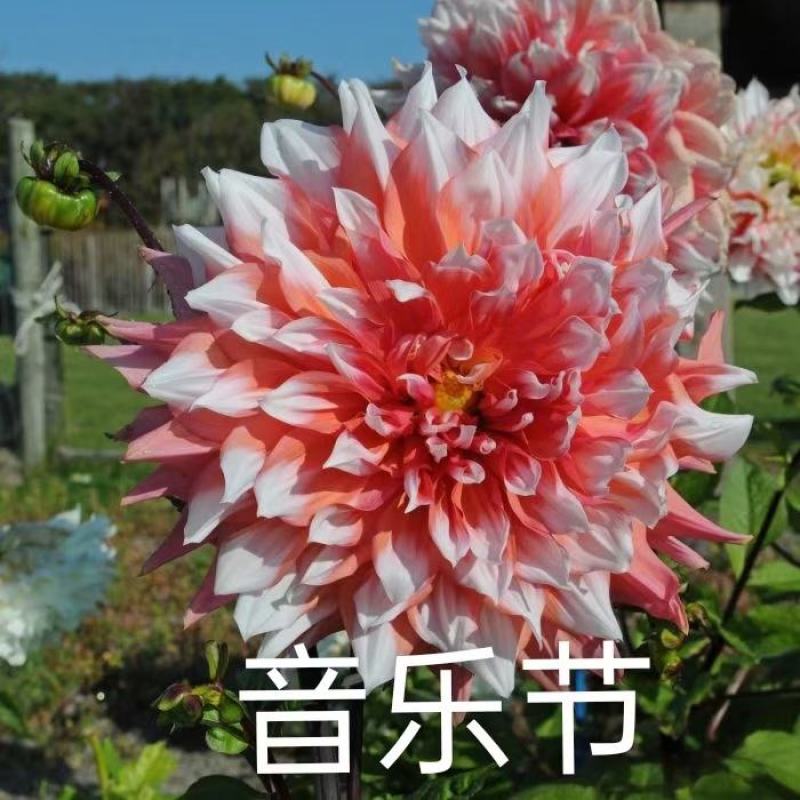 大丽花小丽花盆栽天竺牡丹精品色系大丽花大丽花种球