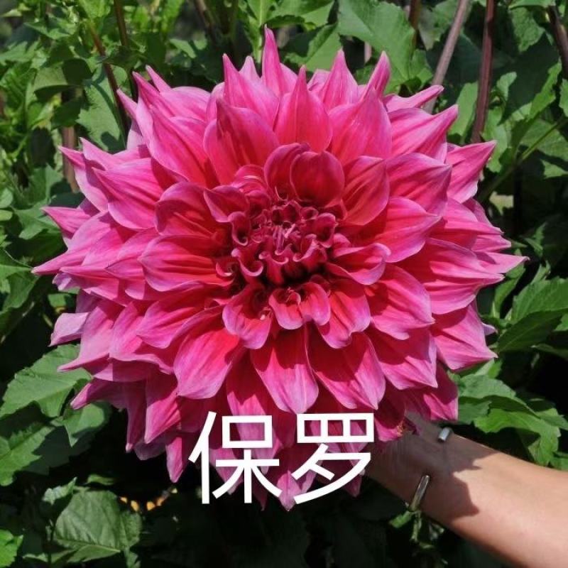 大丽花小丽花盆栽天竺牡丹精品色系大丽花大丽花种球