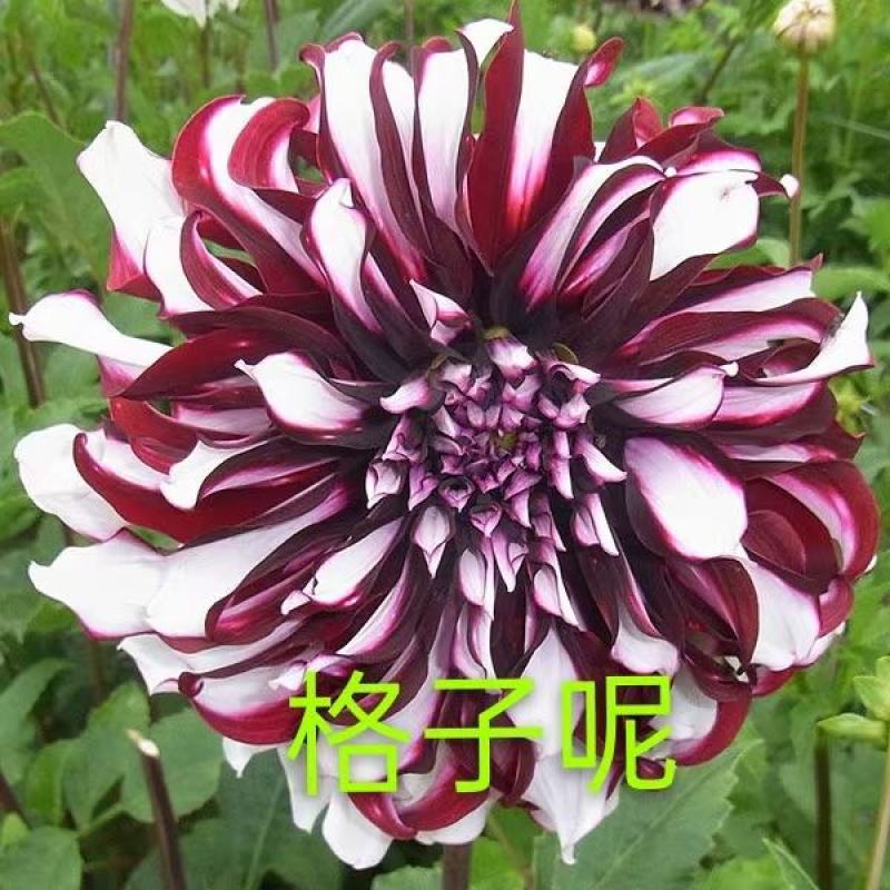 大丽花小丽花盆栽天竺牡丹精品色系大丽花大丽花种球