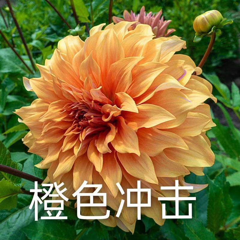 大丽花小丽花盆栽天竺牡丹精品色系大丽花大丽花种球