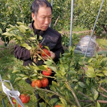 媛红碰柑桔苗，碰柑与血橙的合体，黑美人紫美人就是我！