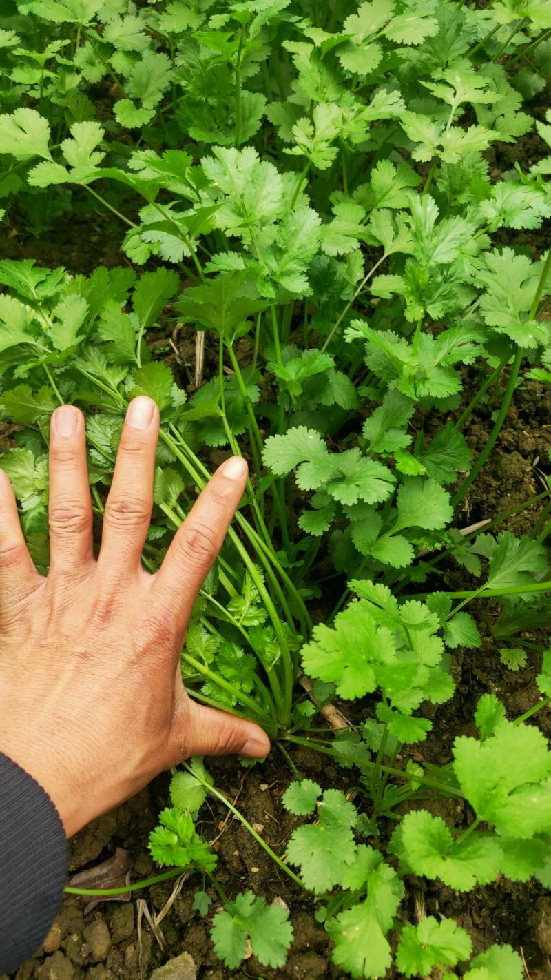 贵州贵阳本地大叶香菜