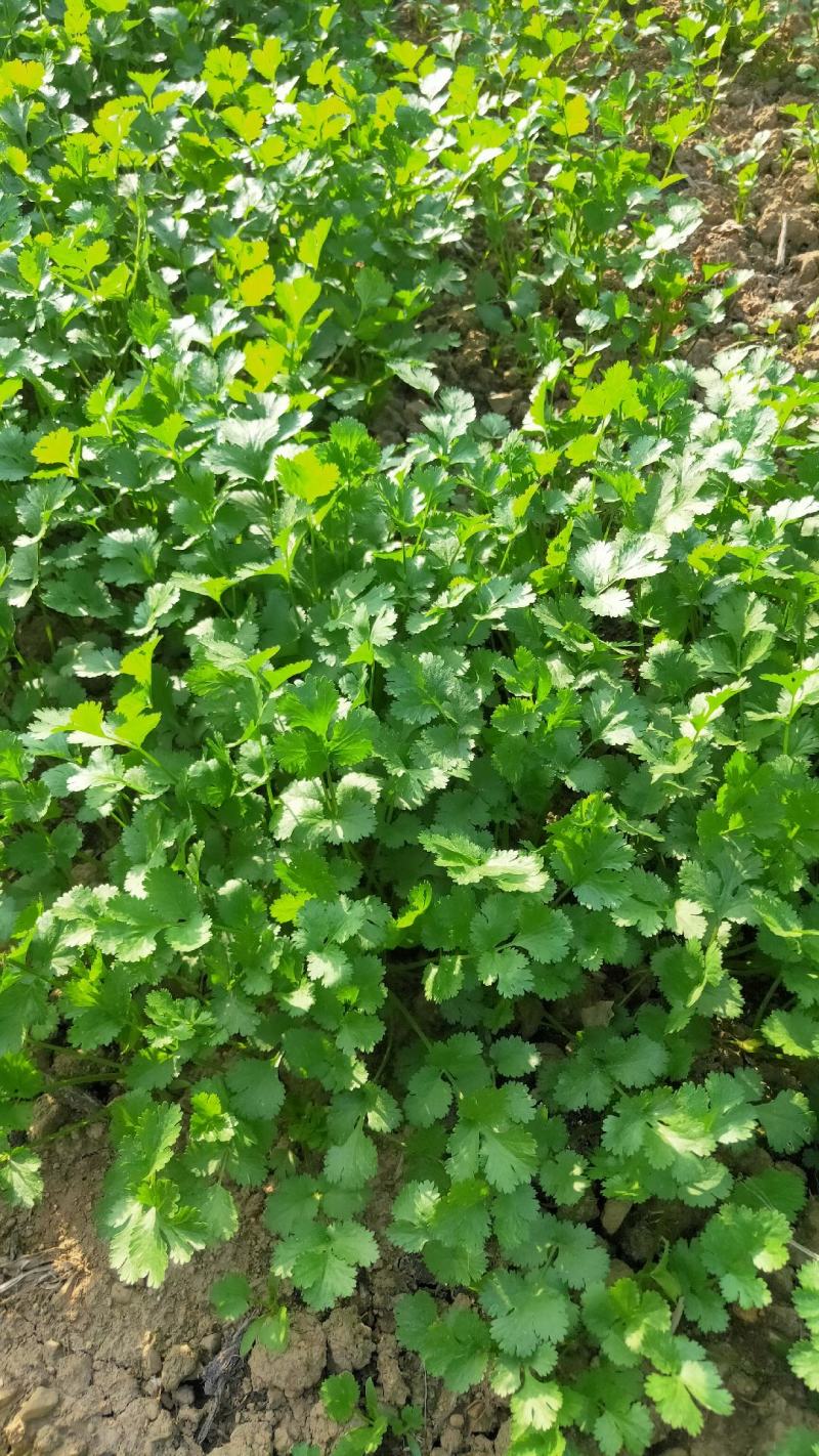 贵州贵阳本地大叶香菜