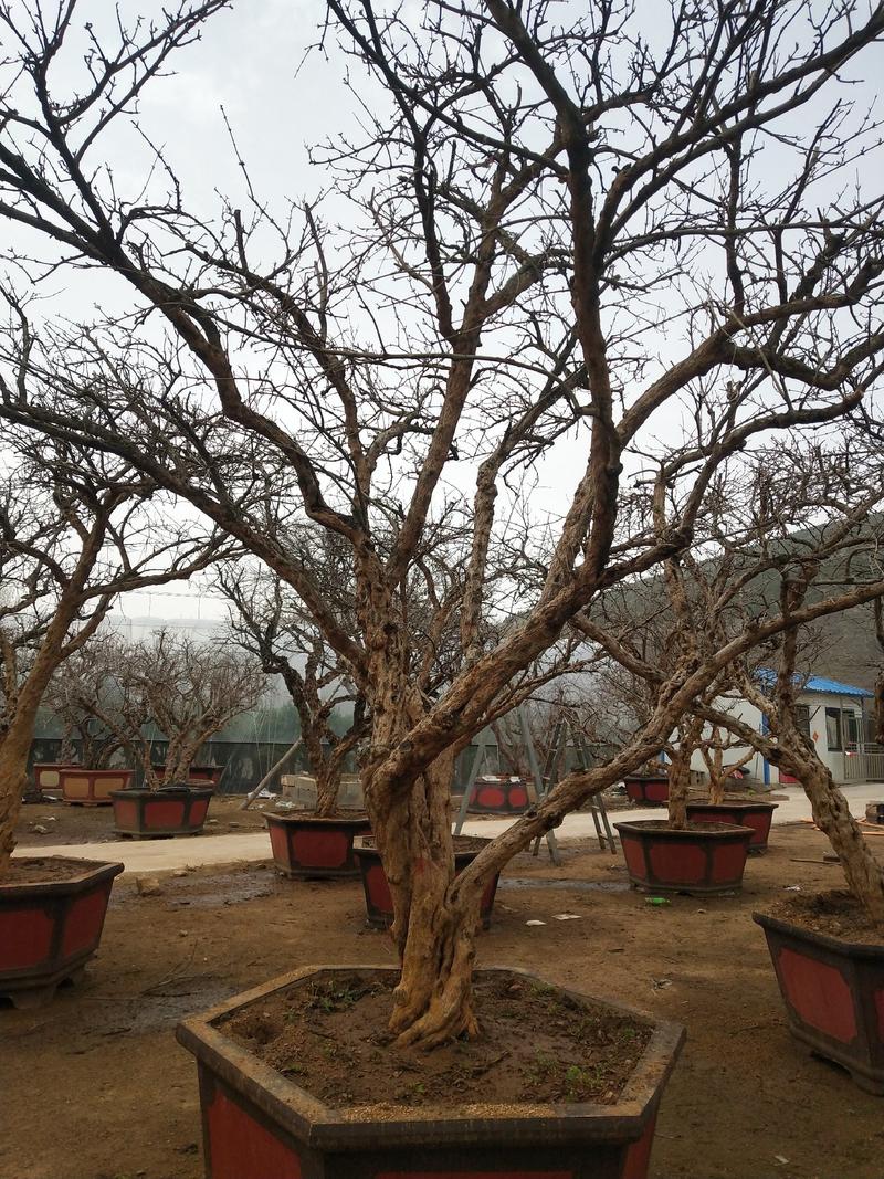 大红袍石榴景观树，石榴盆景