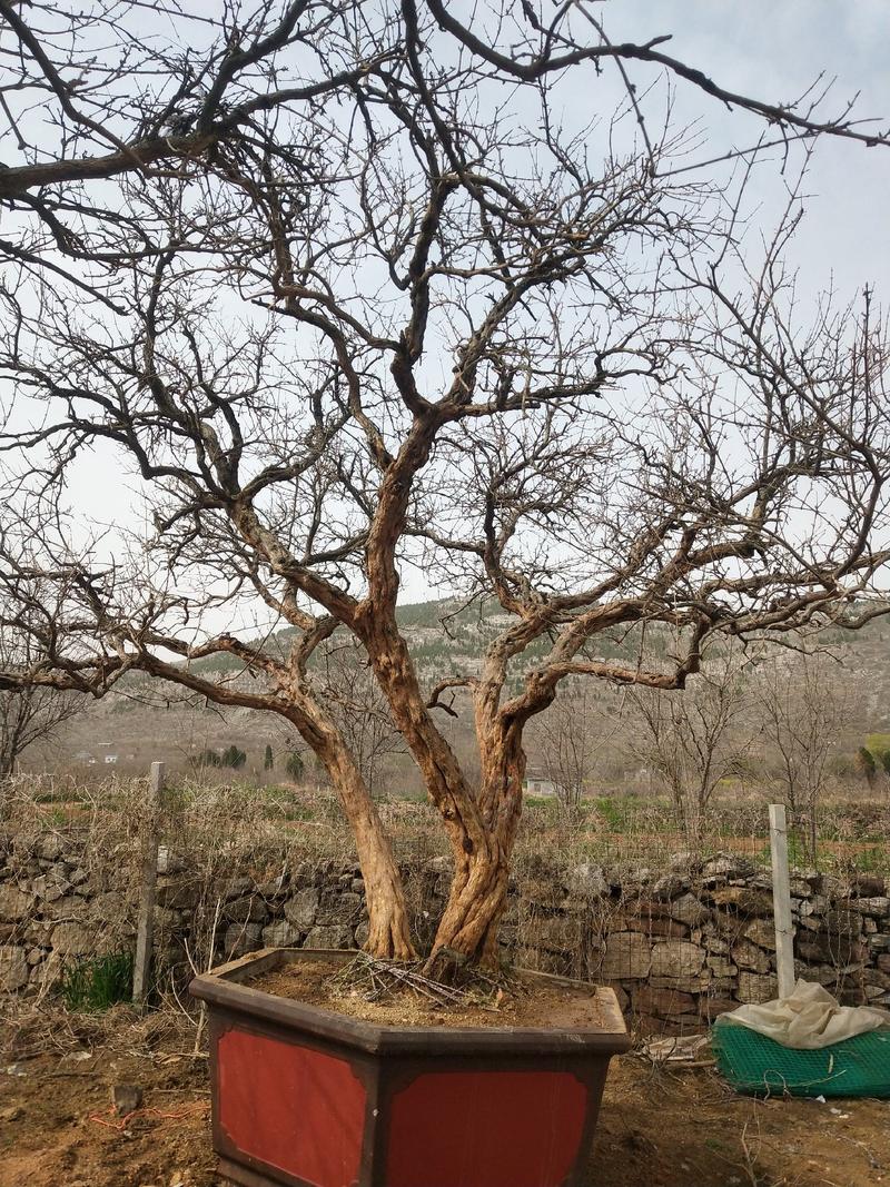 大红袍石榴景观树，石榴盆景