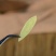正品番泻叶潘泻叶泄叶另售番泻叶粉颗粒花茶便茶通秘茶