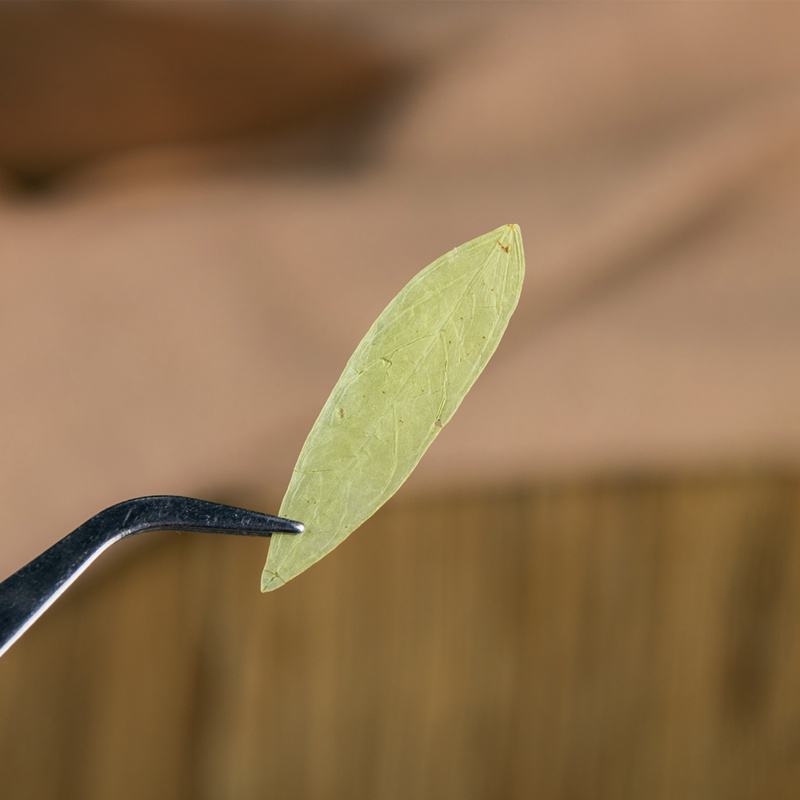 正品番泻叶潘泻叶泄叶另售番泻叶粉颗粒花茶便茶通秘茶