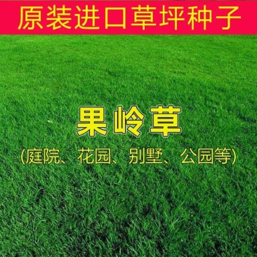 果岭草种子进口草坪种子庭院别墅绿化草籽草种子耐践踏四
