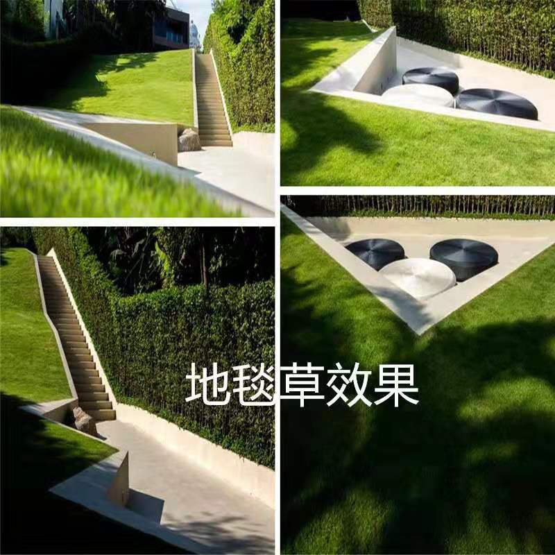 果岭草种子进口草坪种子庭院别墅绿化草籽草种子耐践踏四