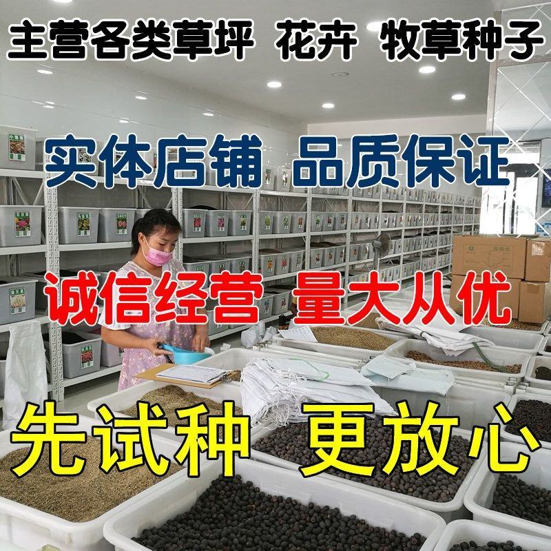 果岭草种子进口草坪种子庭院别墅绿化草籽草种子耐践踏四