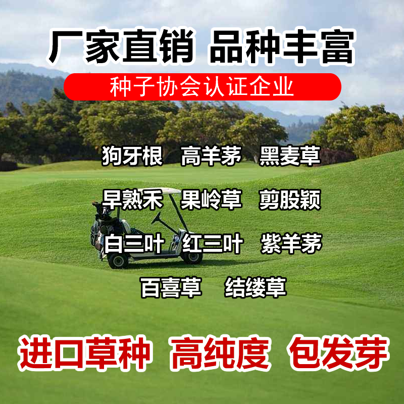 果岭草种子进口草坪种子庭院别墅绿化草籽草种子耐践踏四