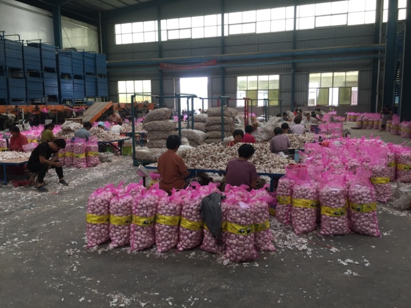 大蒜加工各种大小包装货源充足全国代发（自有冷库）