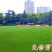 台湾2号草坪种子细叶结缕草种子矮生四季青草种优质台