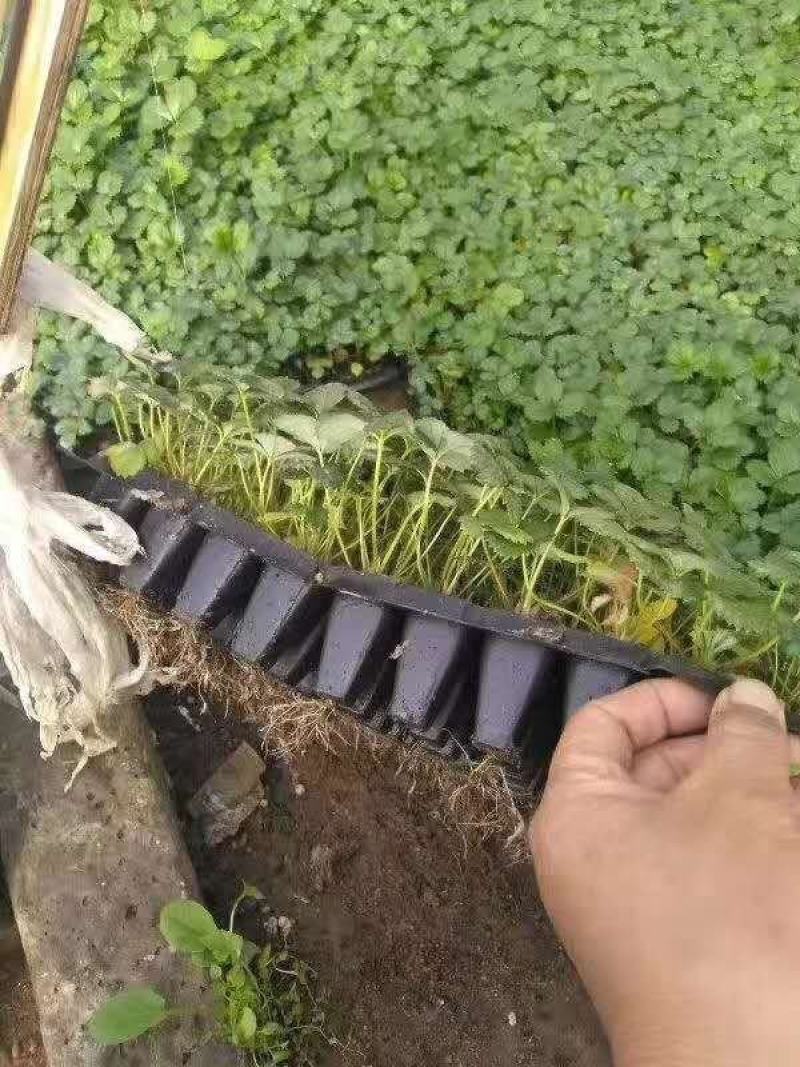平度穴盘苗，无土栽培，无菌，病害隔离，提前上市，放心栽培