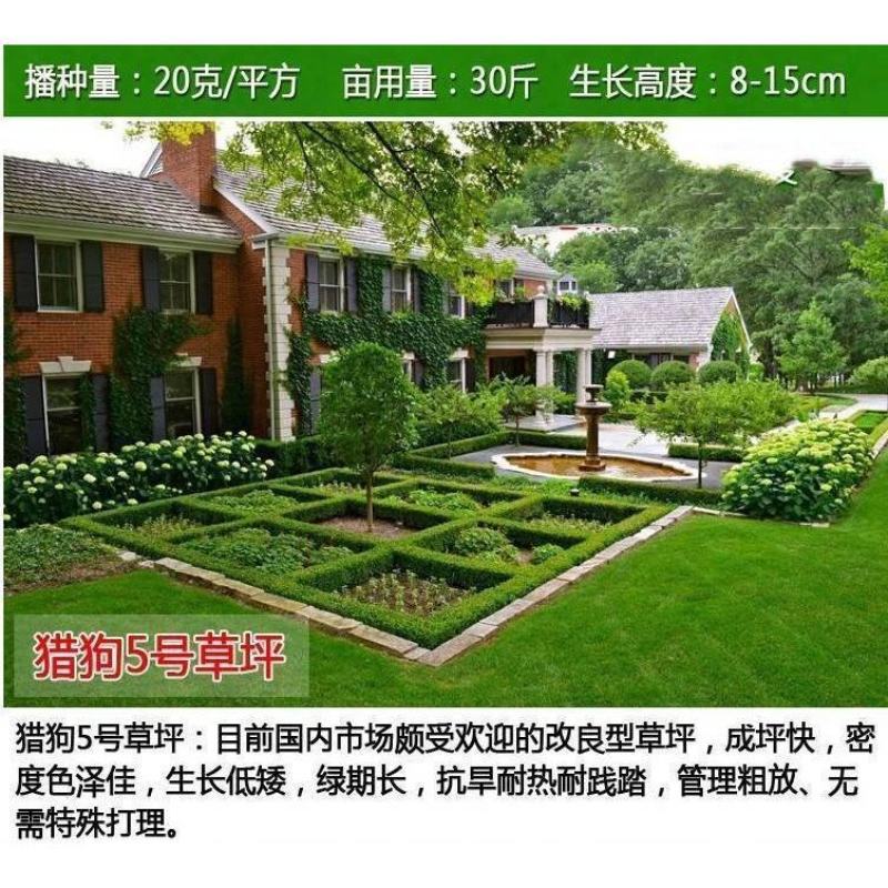 进口草坪种子四季青不修剪绿化草皮草籽庭院别墅护坡草种子高