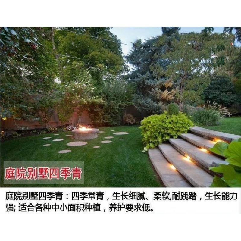 进口草坪种子四季青不修剪绿化草皮草籽庭院别墅护坡草种子高