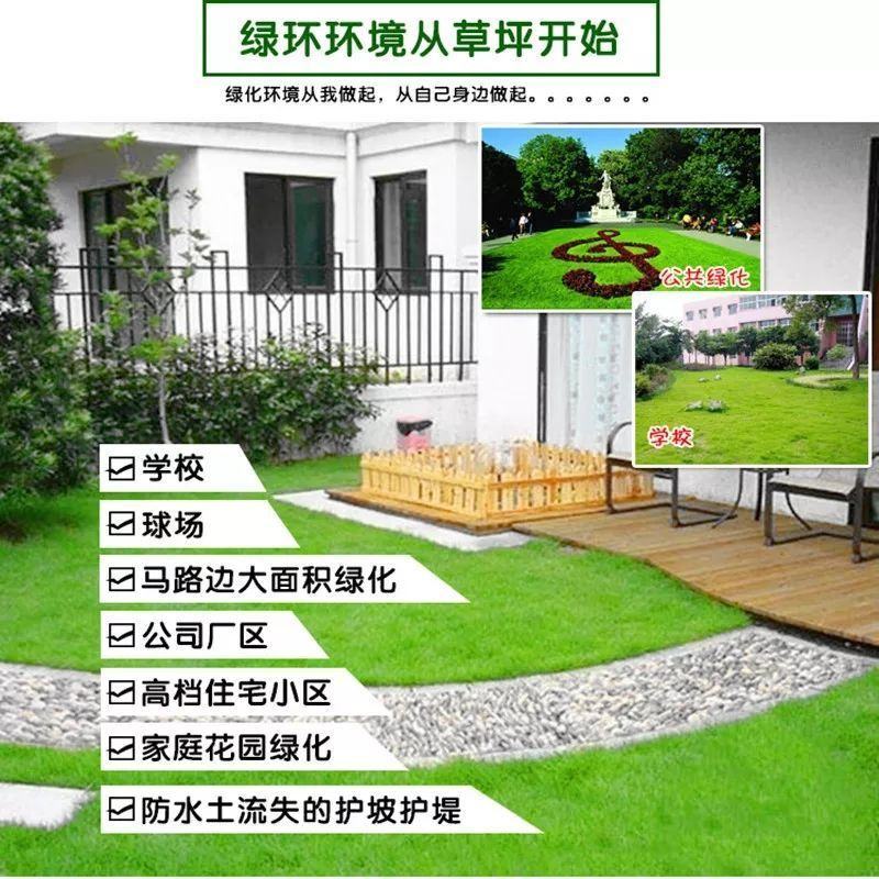 草坪种子矮生四季青庭院免修剪绿化护坡黑麦草狗牙根草皮草籽