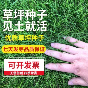 草坪种子矮生四季青庭院免修剪绿化护坡黑麦草狗牙根草皮草籽