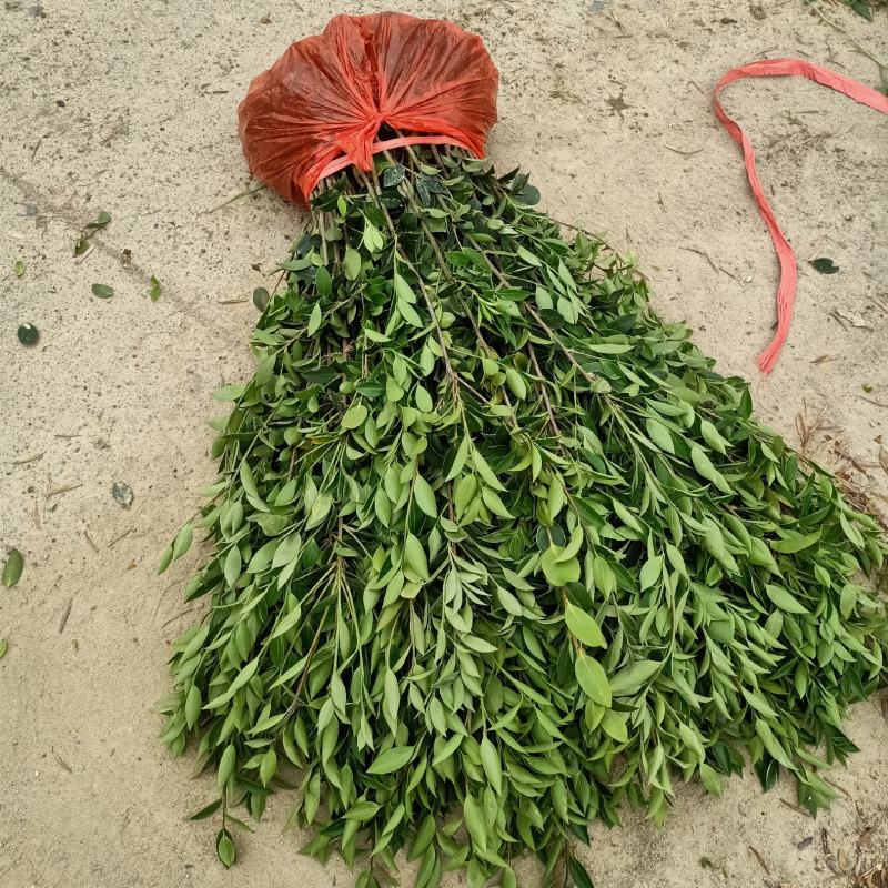 油茶树苗【二年裸根苗】湘林系列嫁接高产油茶苗