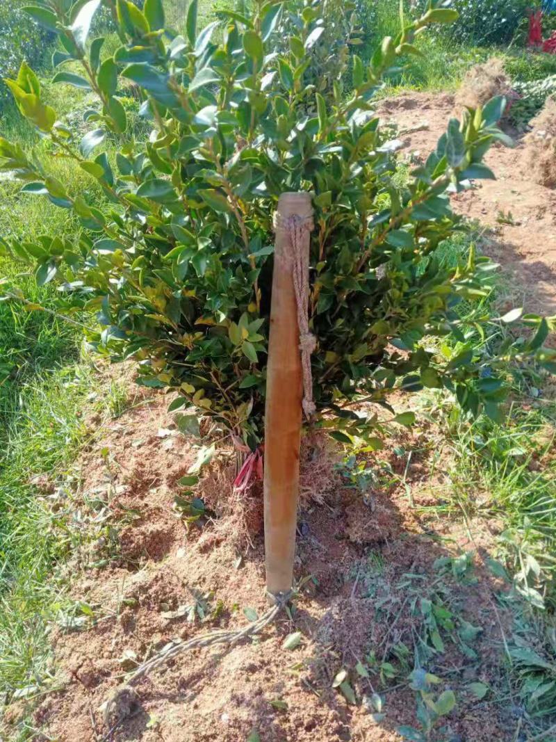 油茶树苗【二年裸根苗】湘林系列嫁接高产油茶苗